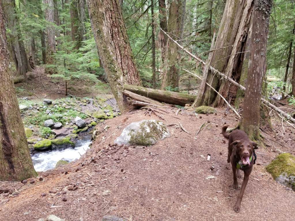 dog friendly hiking trail Pamelia lake