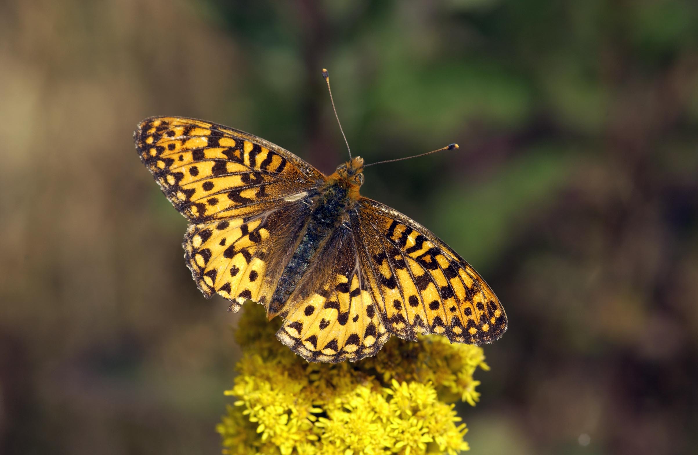 Oregon Silverspot butterfly, a federally threatened species