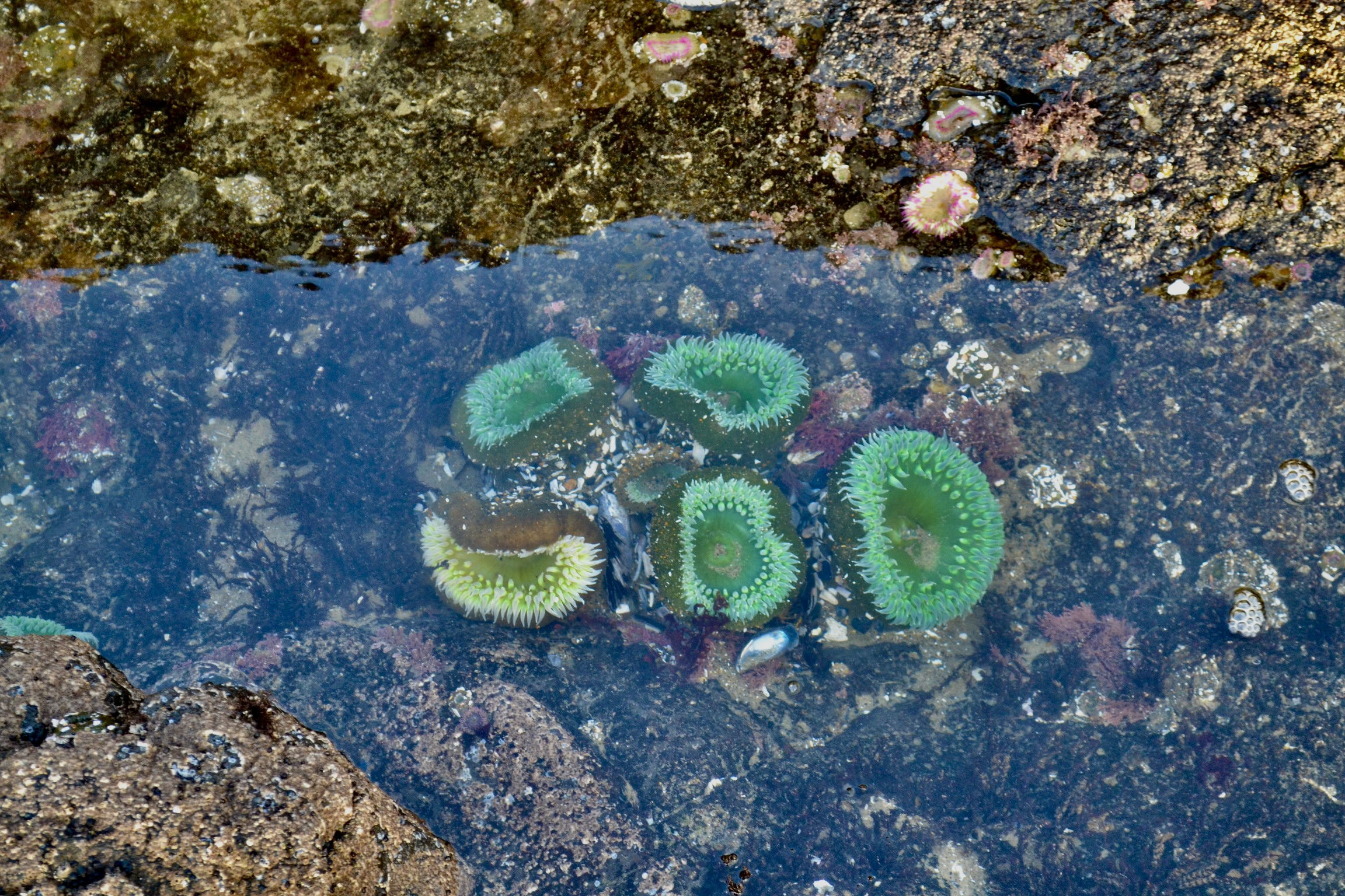 A clear tide pool on the basalt shelf at Thor's Well showing rocky terrain and intertidal zone life on the Oregon Coast at Cape Perpetua