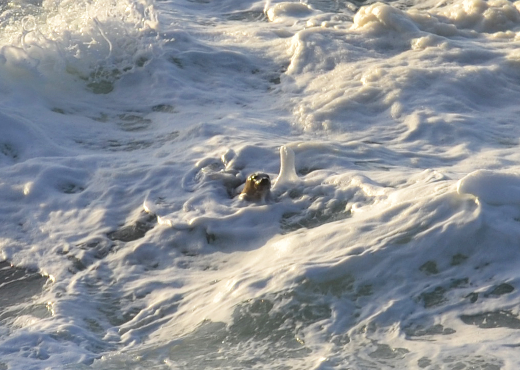 A harbor seal swimming in the surf near Thor's Well at Cape Perpetua on the Oregon Coast