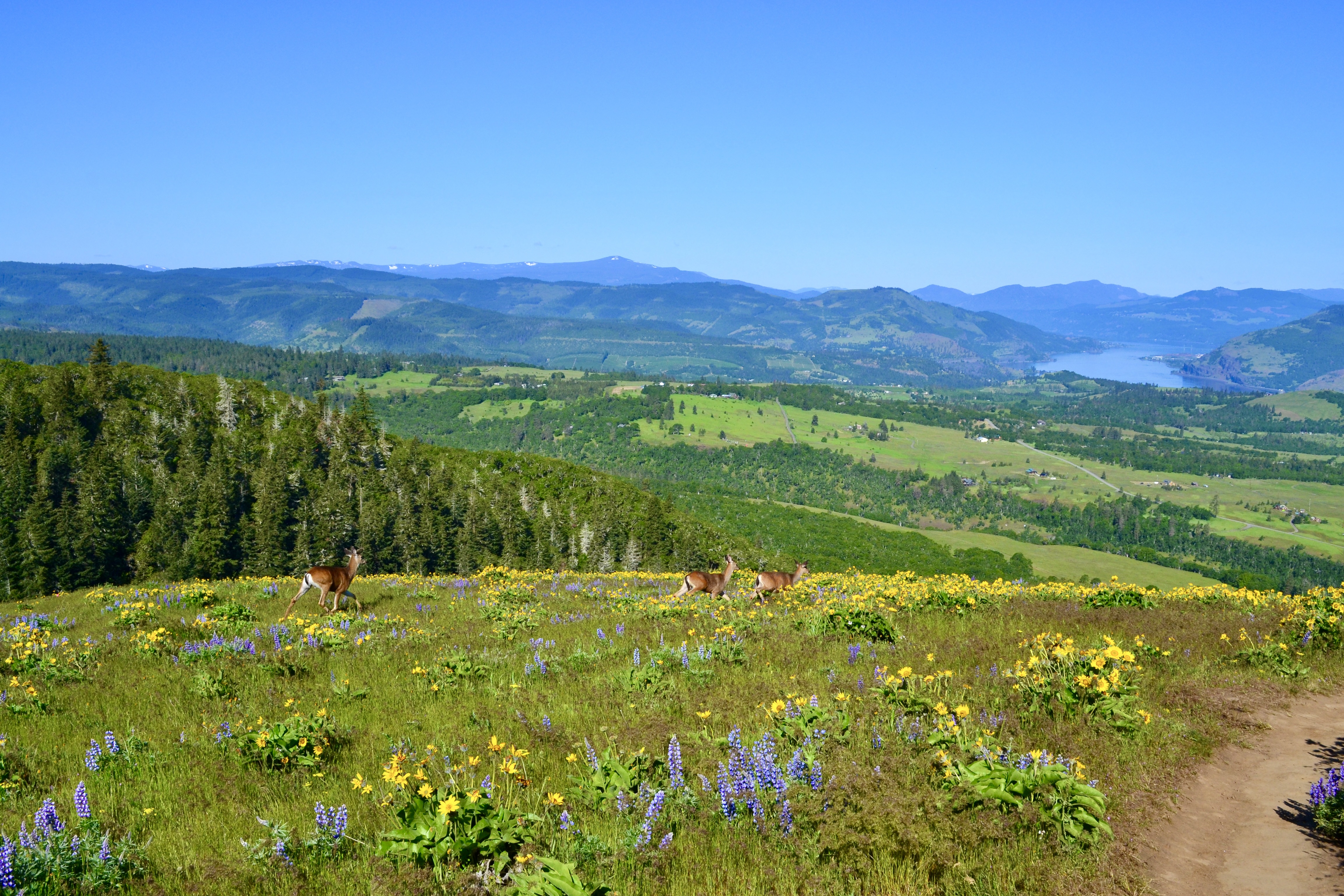 Mule Deer at McCall Point