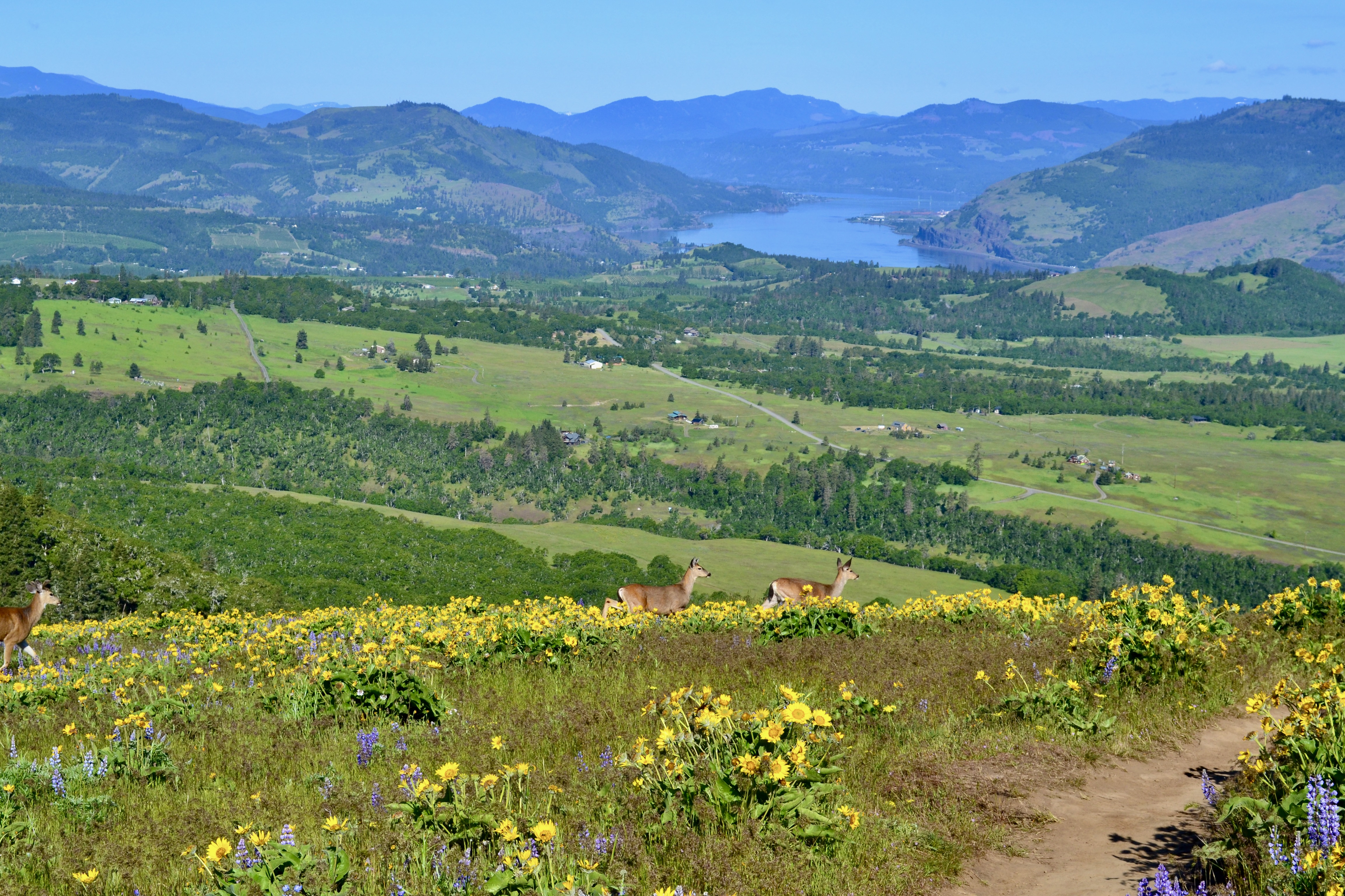Mccall point deer