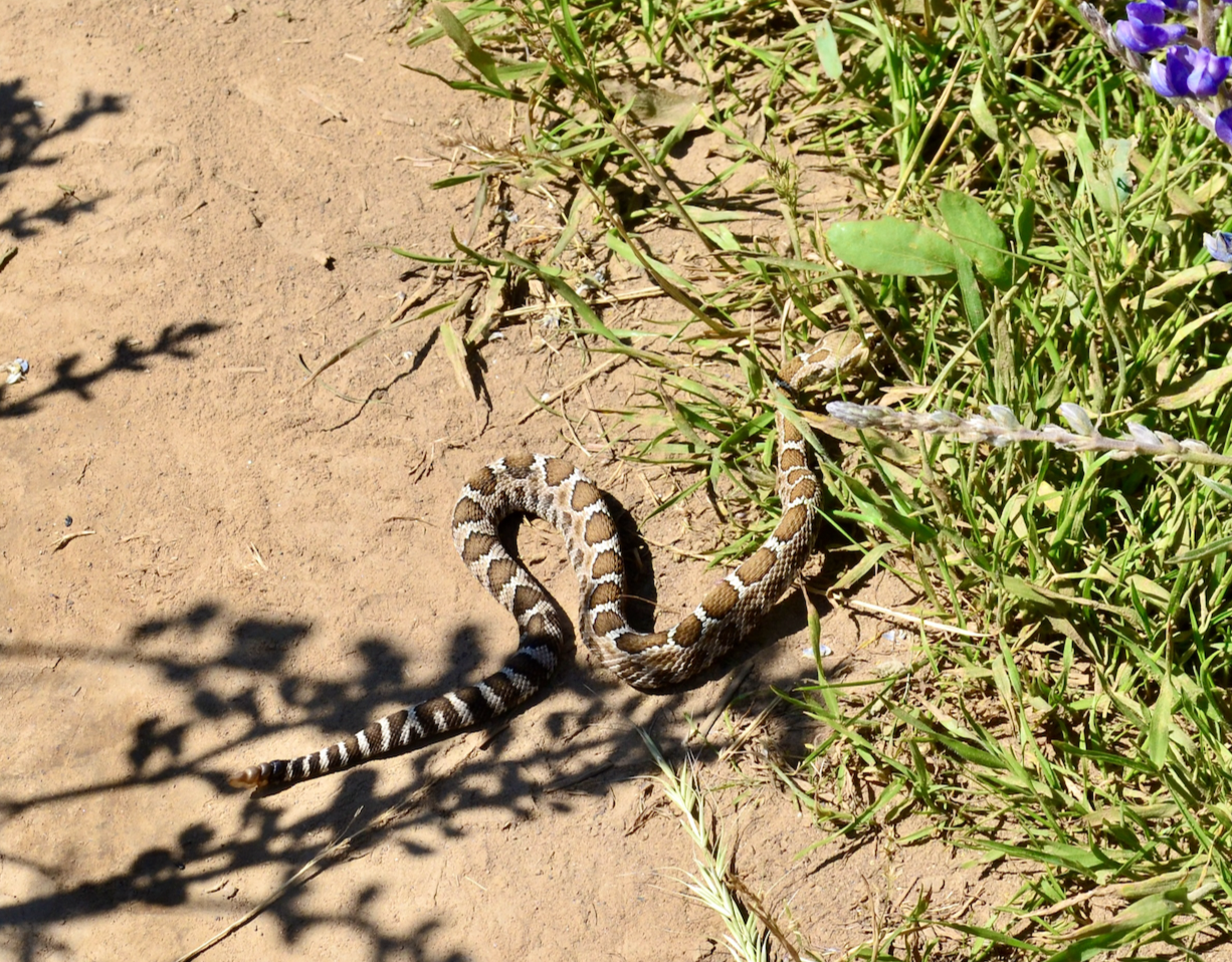 Baby Rattlesnake at Tom McCall Preserve