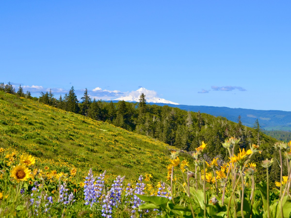 Oregon Wildflowers: The Best Wildflower Hikes
