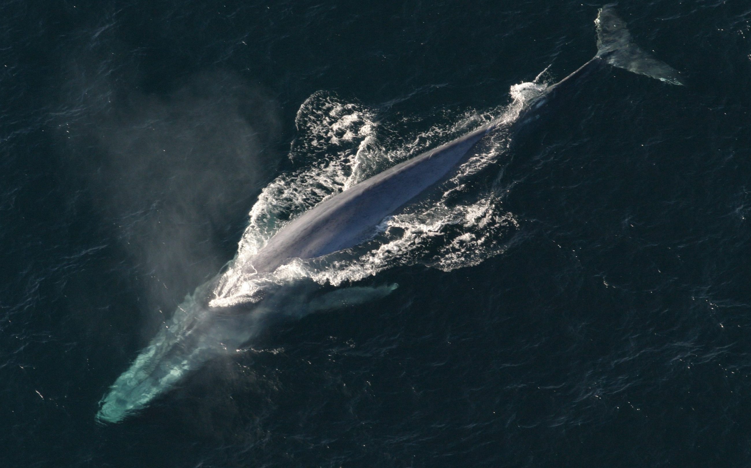 Blue whale surfacing in the Pacific Ocean, showing its mottled blue-gray skin and small dorsal fin near the tail