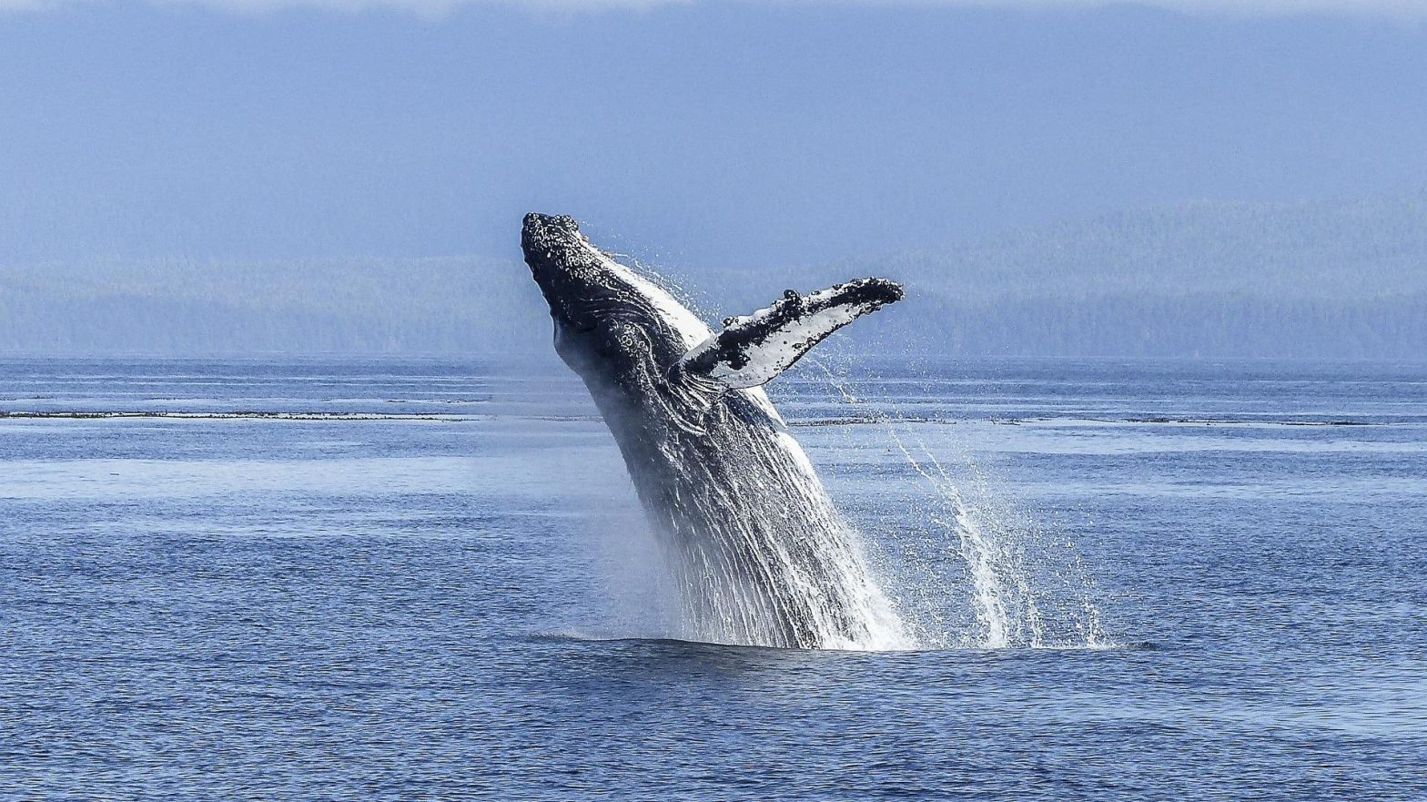 Guide to Whale Watching on the Oregon Coast (2024)