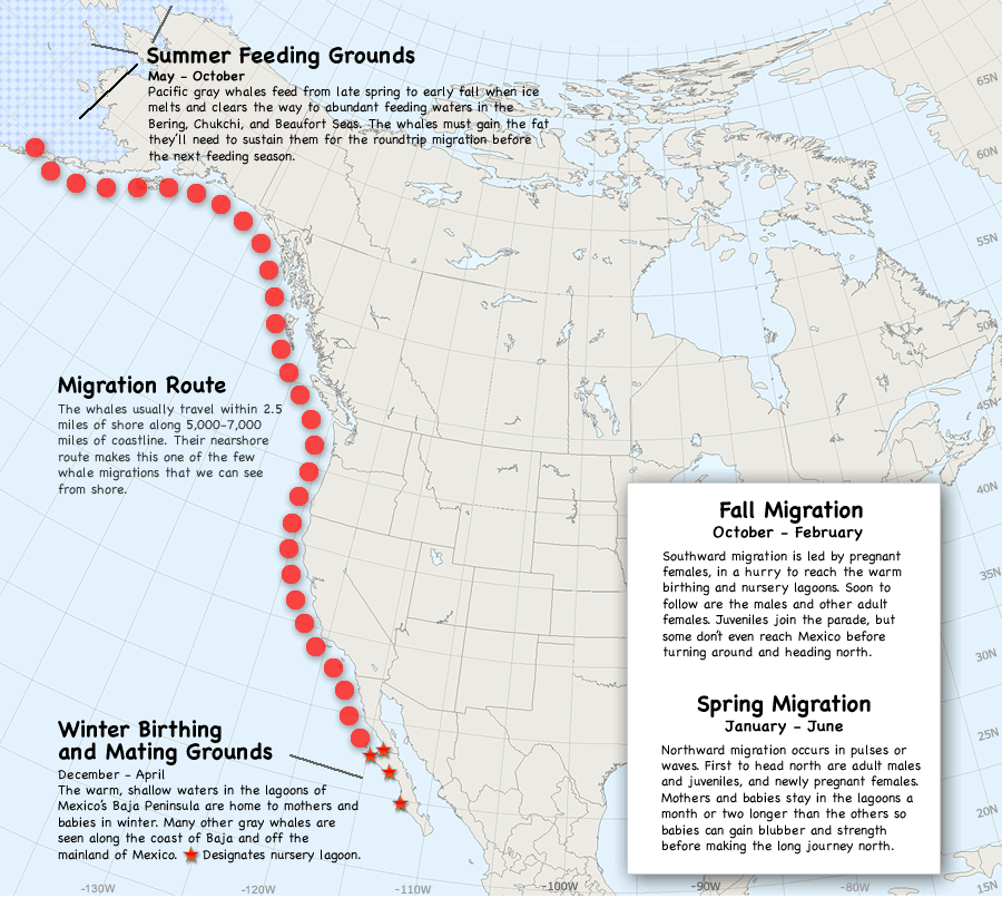 Animated map of the annual gray whale migration along the Pacific Coast from Baja Mexico to Alaska, showing the 10,000-mile round trip route