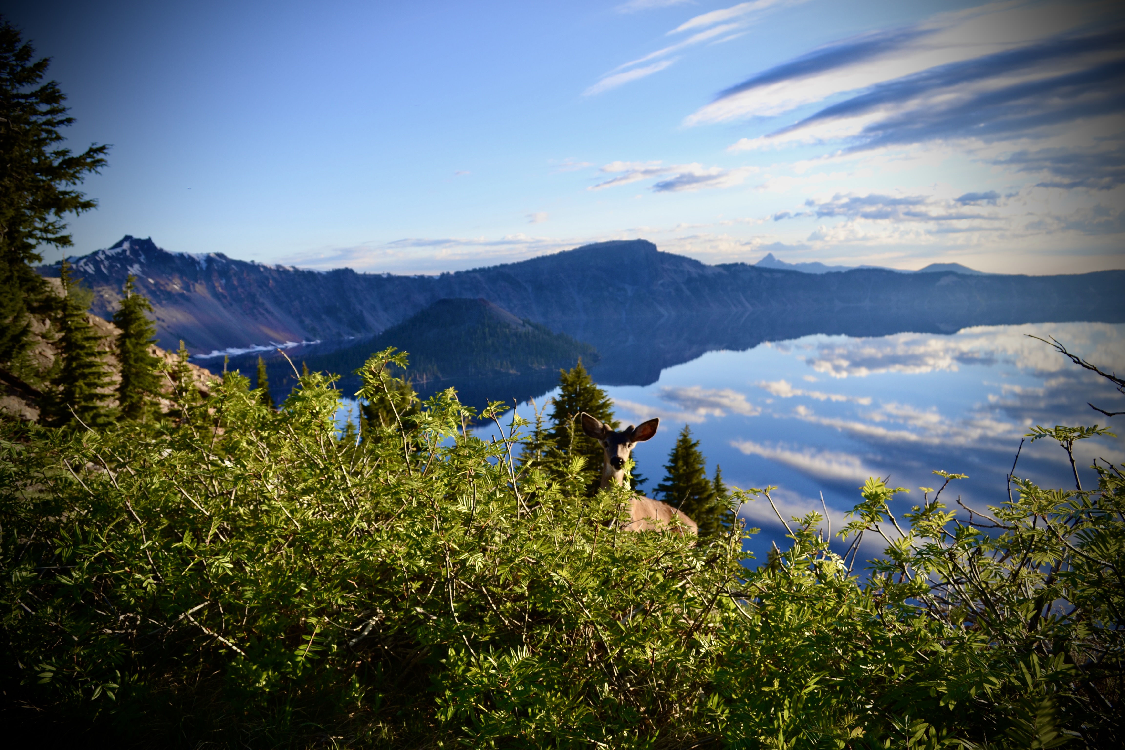 Deer at Crater Lake