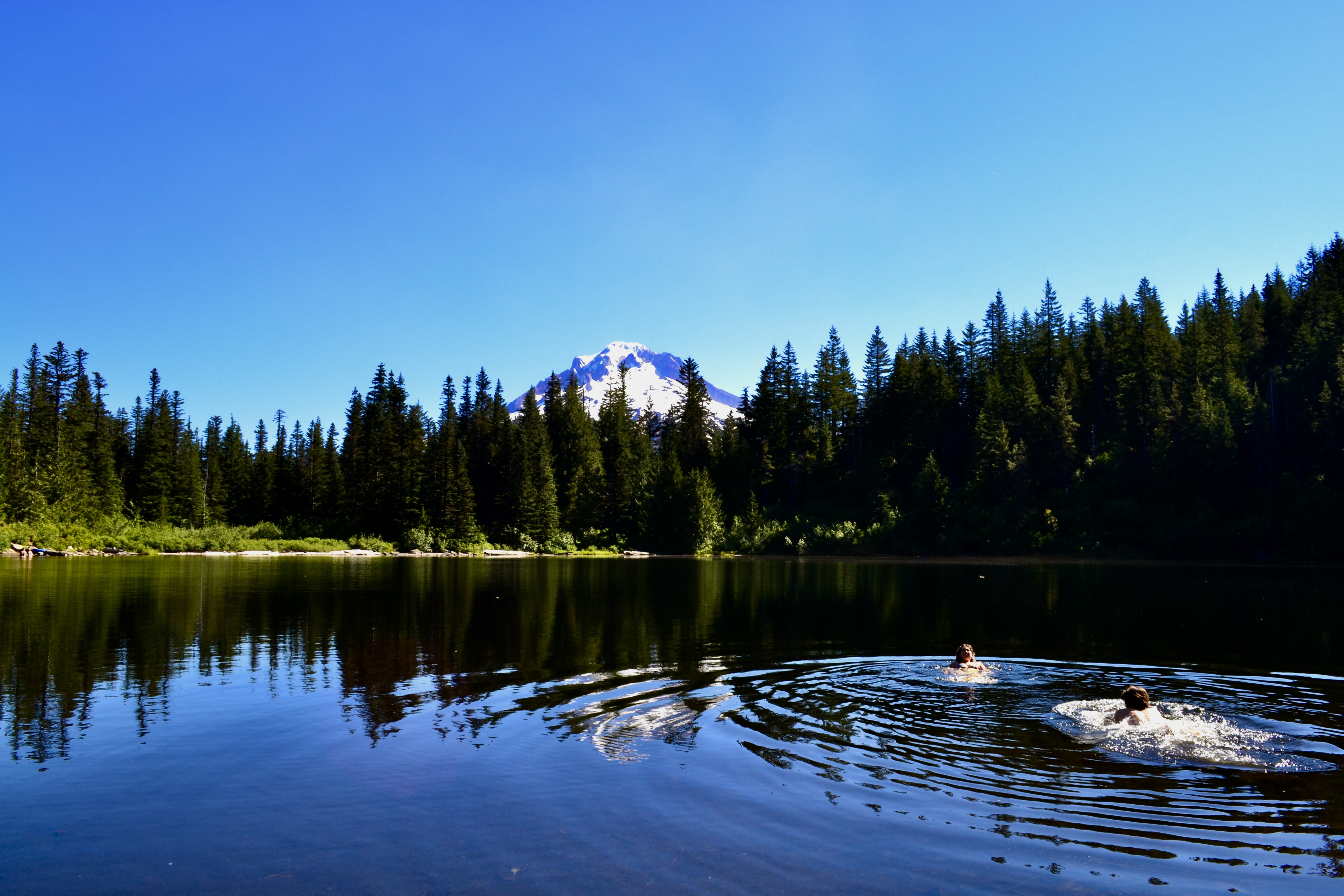 Two ducks swimming on the still water of Mirror Lake on Mt. Hood with mountain reflections visible in the surface