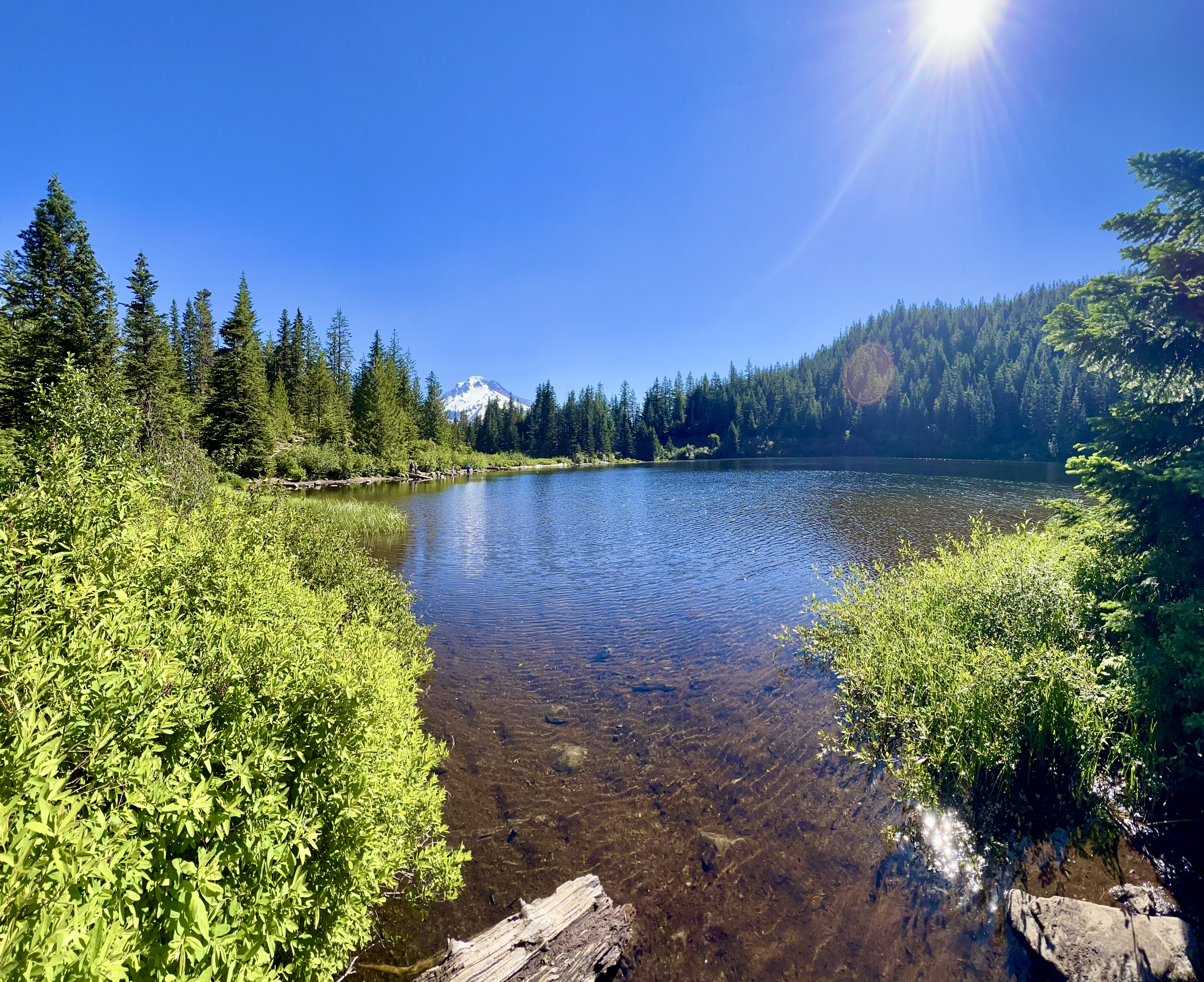 View of Mirror Lake from the western shore on Mt. Hood with bright green grasses and reeds in the foreground and clear water reflecting the sky