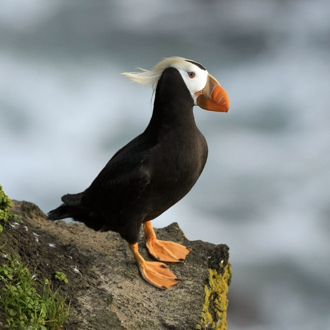 Tufted puffin on the Oregon coast