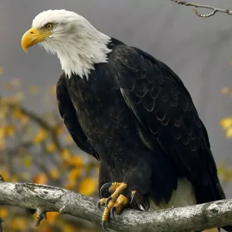 Bald eagle on the Oregon Coast near Sea Lion Caves