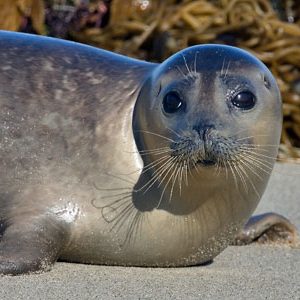 Harbor seal hauled out on coastal rocks near Sea Lion Caves on the Oregon Coast