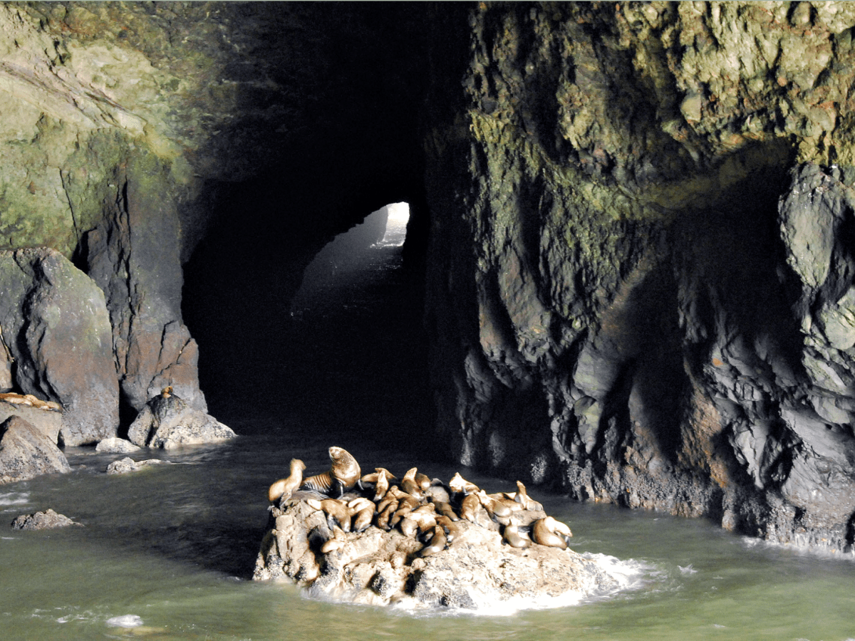 The Sea Lion Caves on the Oregon Coast