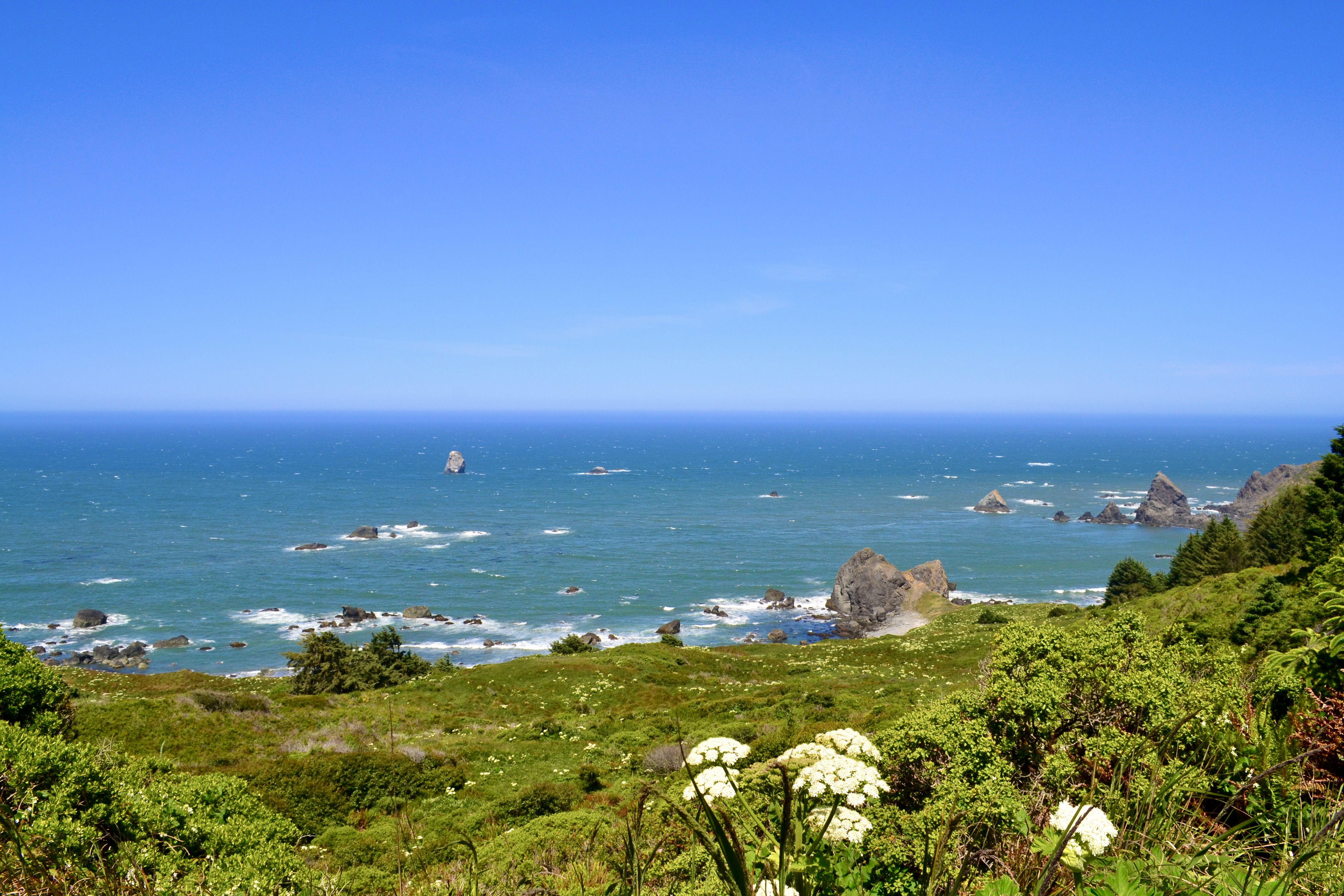 Wildflower meadow above the ocean at Cape Ferrelo Viewpoint, Samuel H Boardman