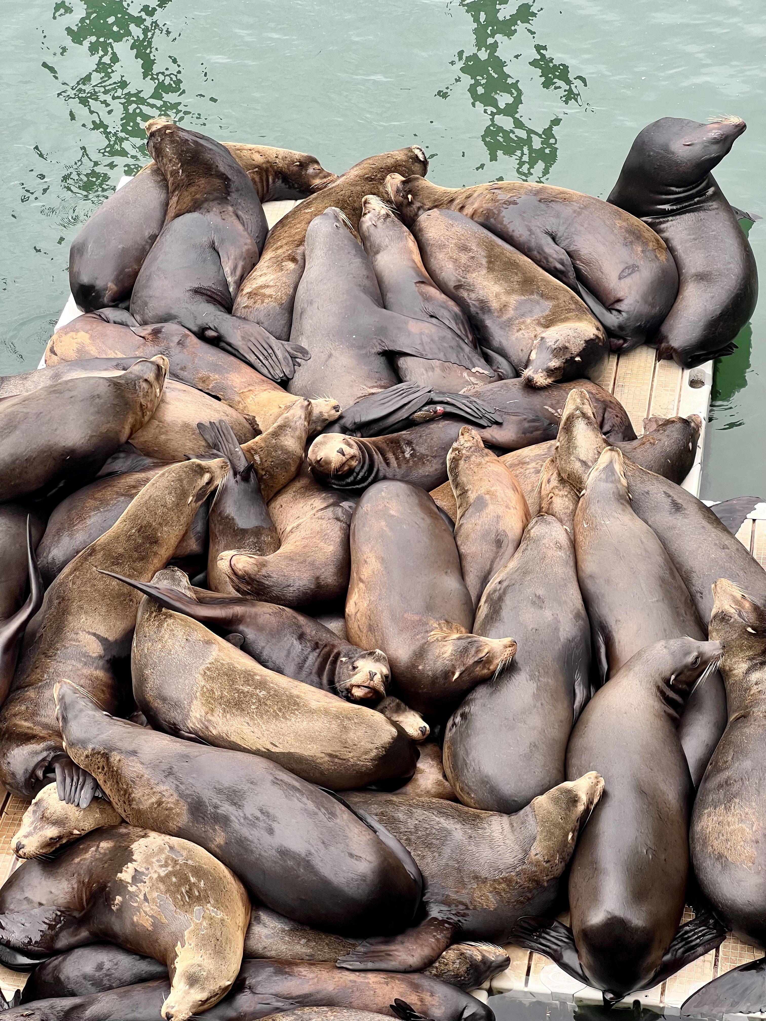 Sea lion Docks Newport Oregon