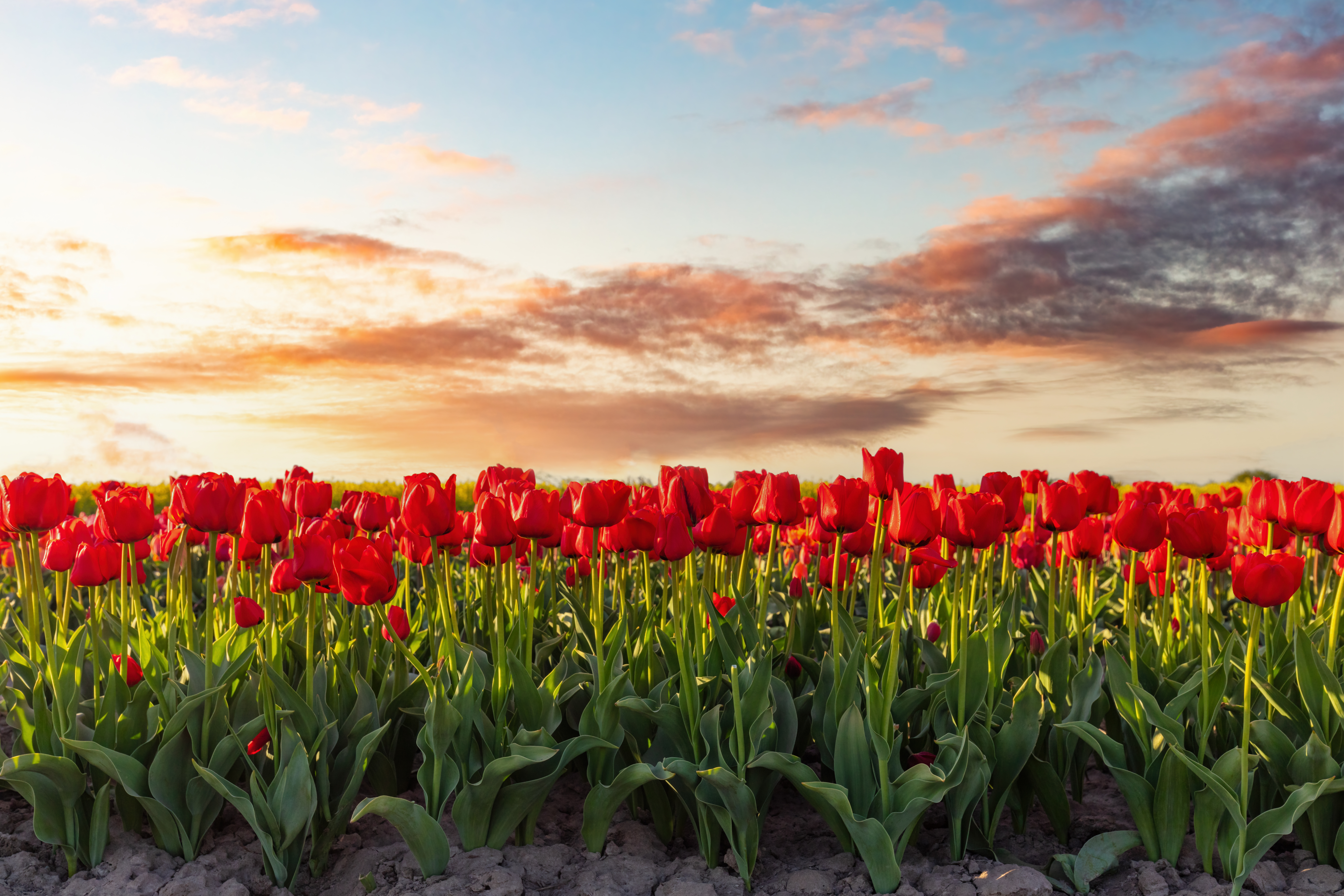 Tulip fields in bloom at the Wooden Shoe Tulip Festival in April, Willamette Valley, Oregon