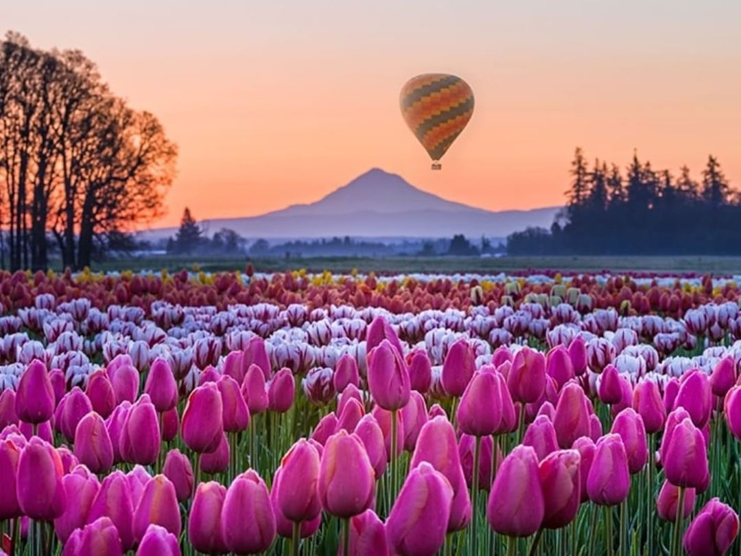 Tulip beds in full bloom at the Oregon Garden in Silverton