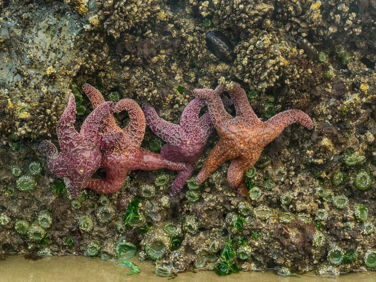 Purple and orange ochre sea stars clinging to rocks above bright green sea anemones in a tide pool at Tunnel Beach on the Oregon Coast