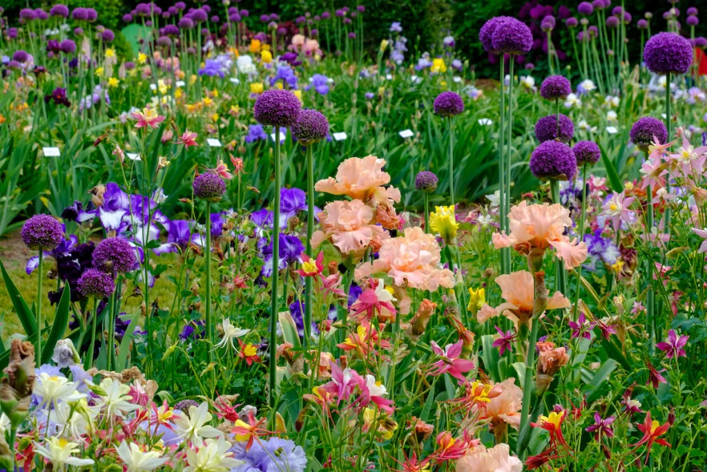 Colorful flower borders in bloom at the Oregon Garden in Silverton