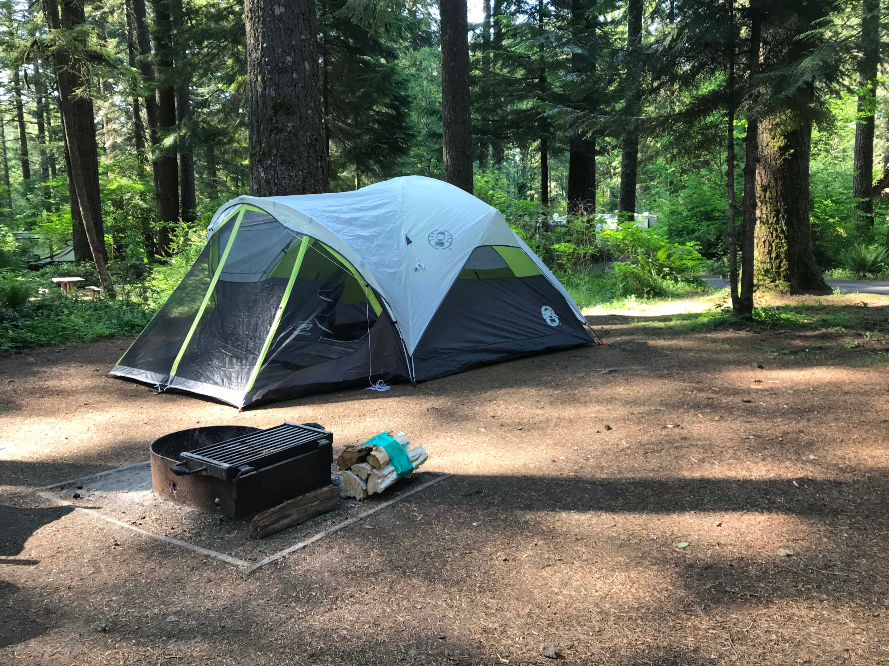 Tent sites at Silver Falls State Park surrounded by tall trees