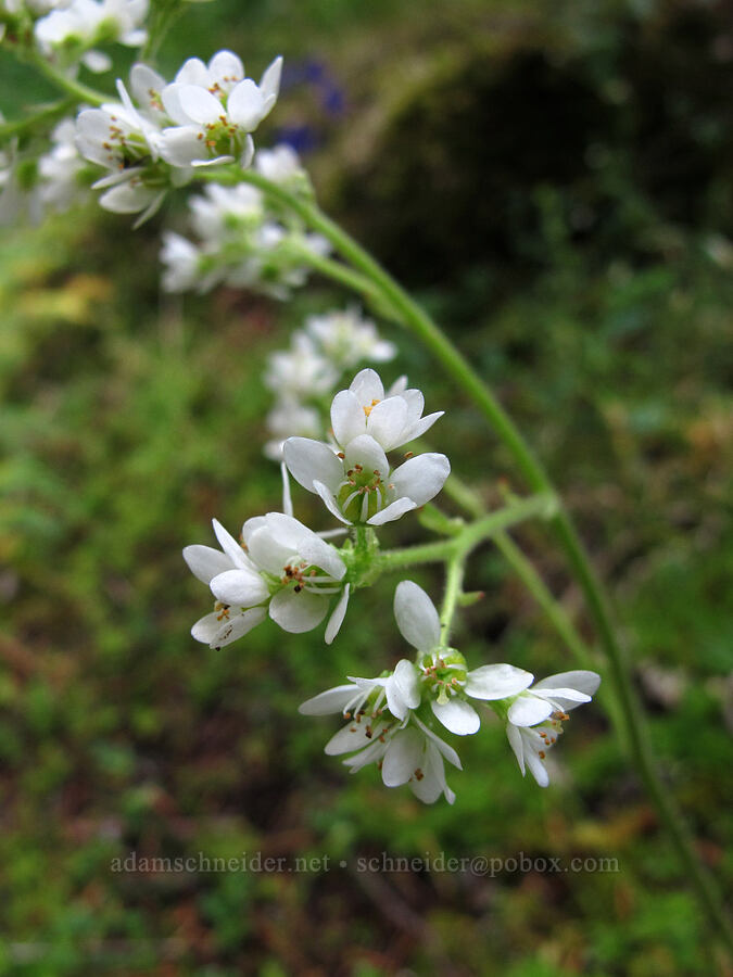 Saddle Mountain Saxifrage