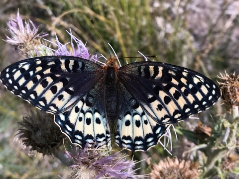 Silverspot Butterfly