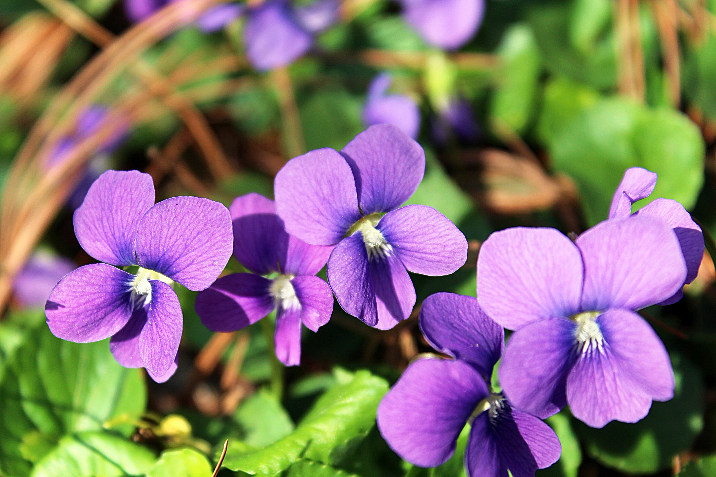 early blue violet