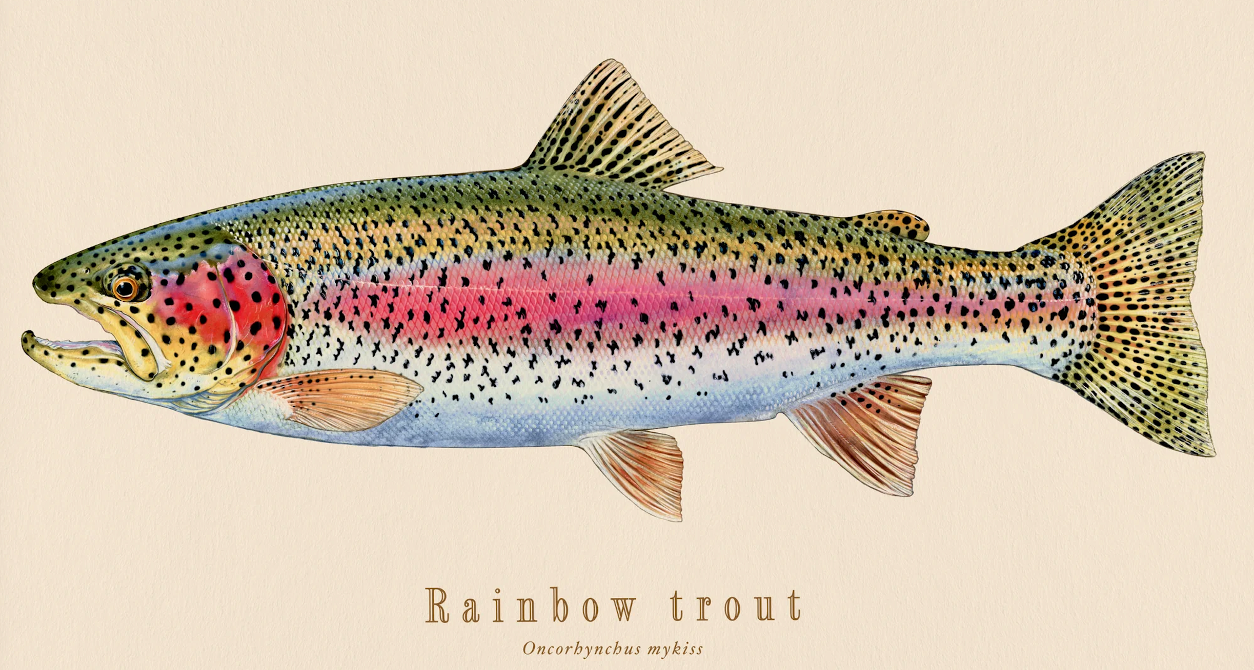 Rainbow Trout (Oncorbynchus mykiss) | Fishing in Salem, Oregon: The Best Spots & Tips
