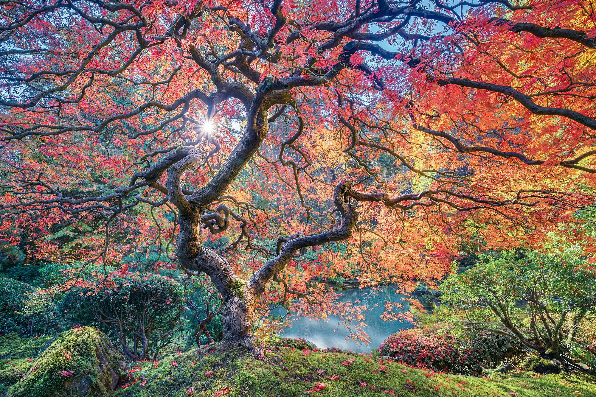 The Portland Japanese Garden
