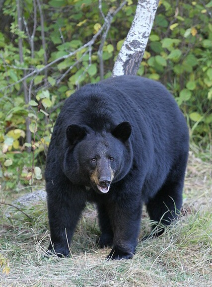 American black bear in the Pacific Northwest