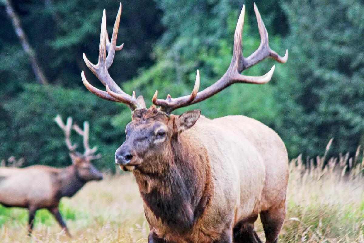 Roosevelt elk bull in the Oregon wilderness