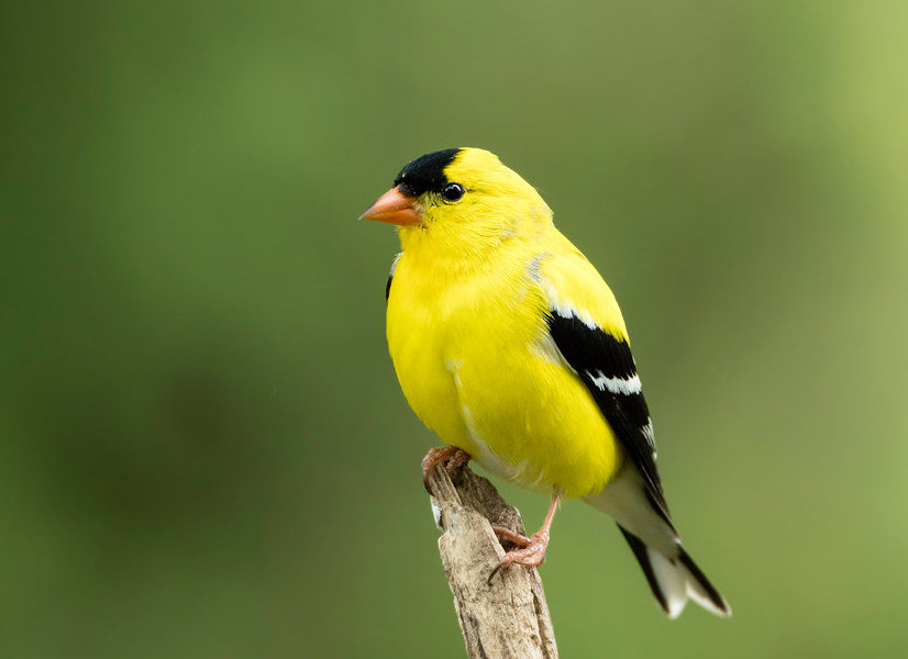 American Goldfinch perched on a branch in Oregon