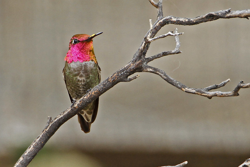 Anna's Hummingbird with vivid magenta head, Oregon