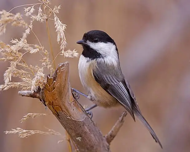 Black-capped Chickadee, a common backyard bird in Oregon
