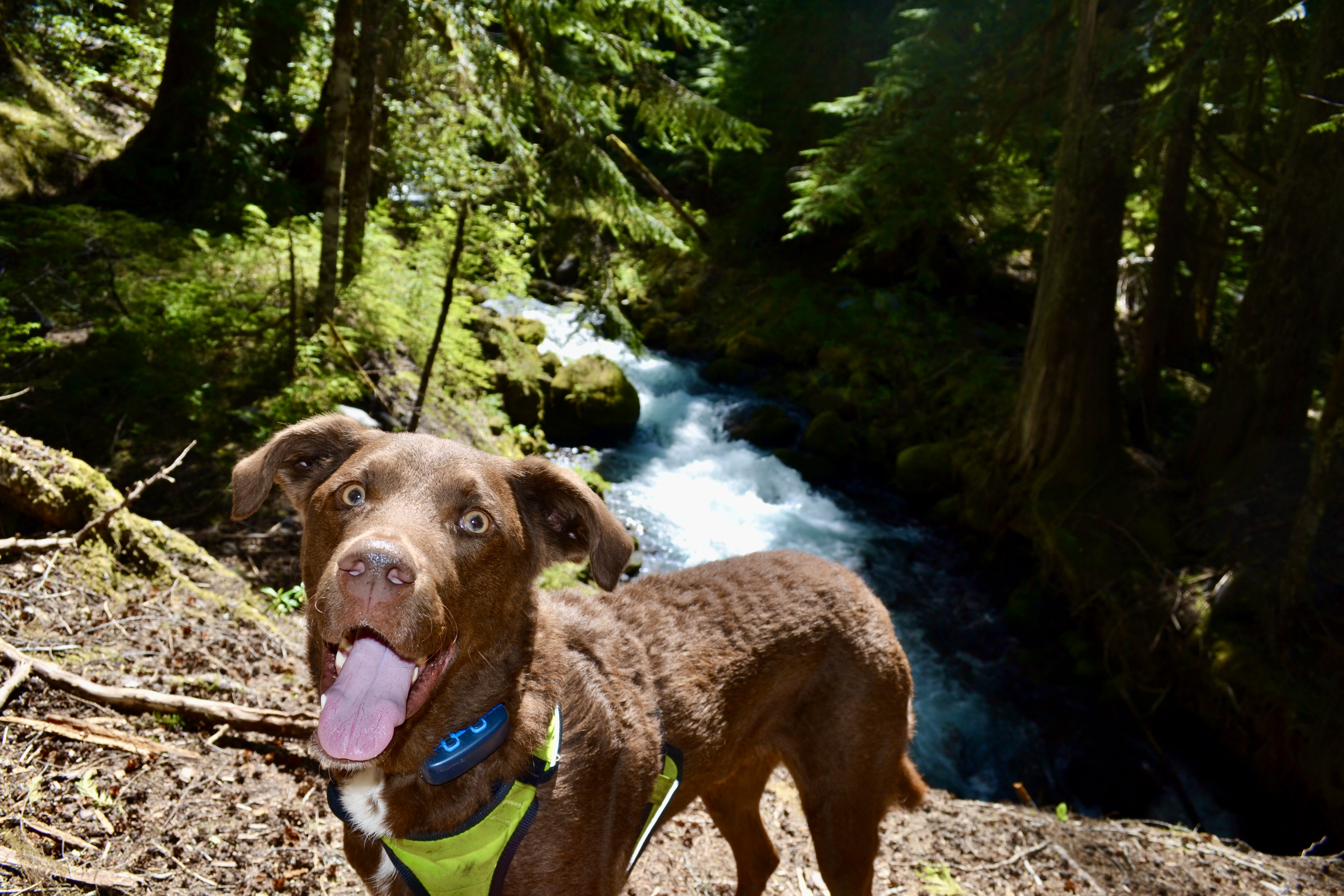 Sammy, the chocolate Labrador, on a forest trail beside a clear stream