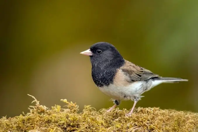 Dark-eyed Junco showing white outer tail feathers, Oregon