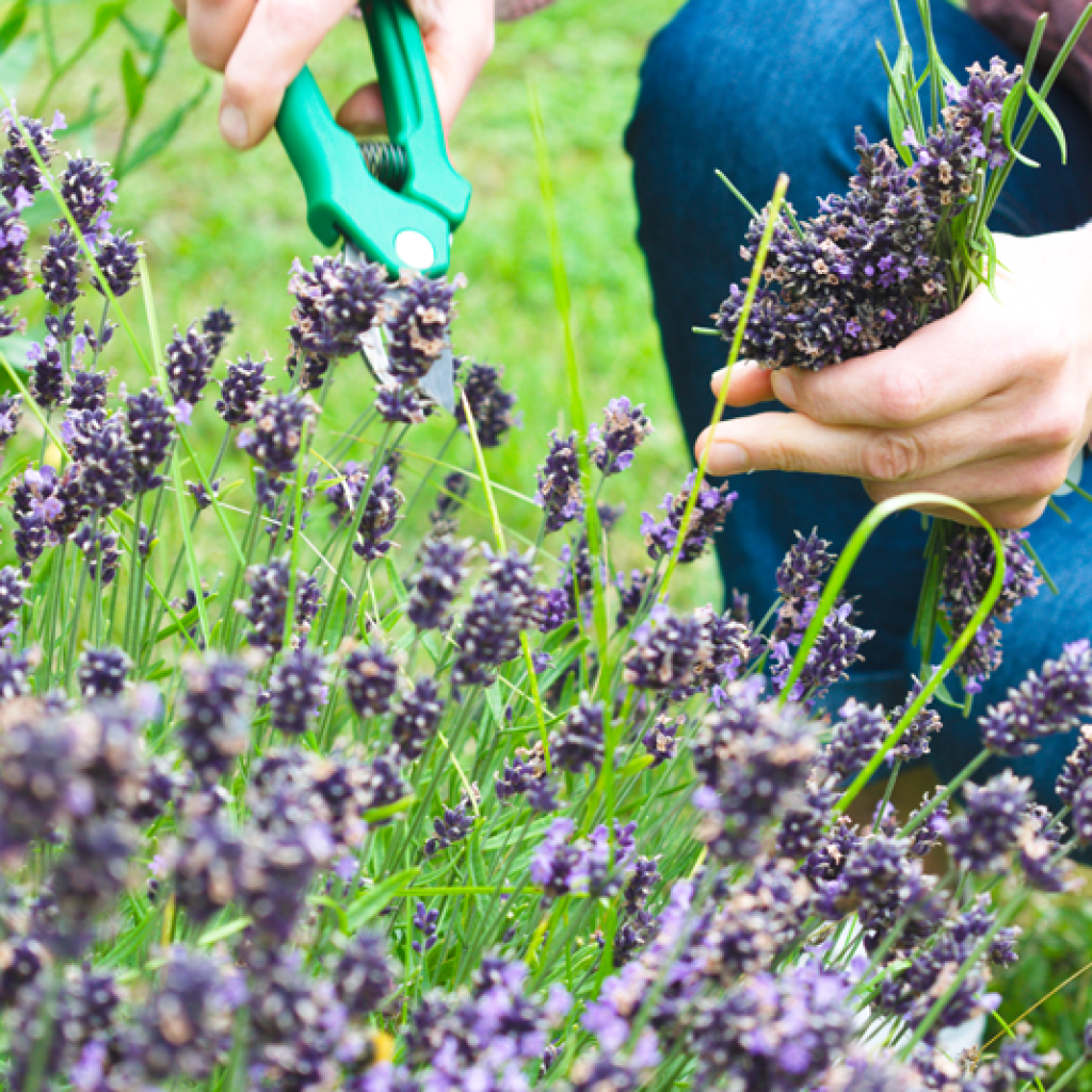 Hands-on gardening workshop at the Oregon Garden University