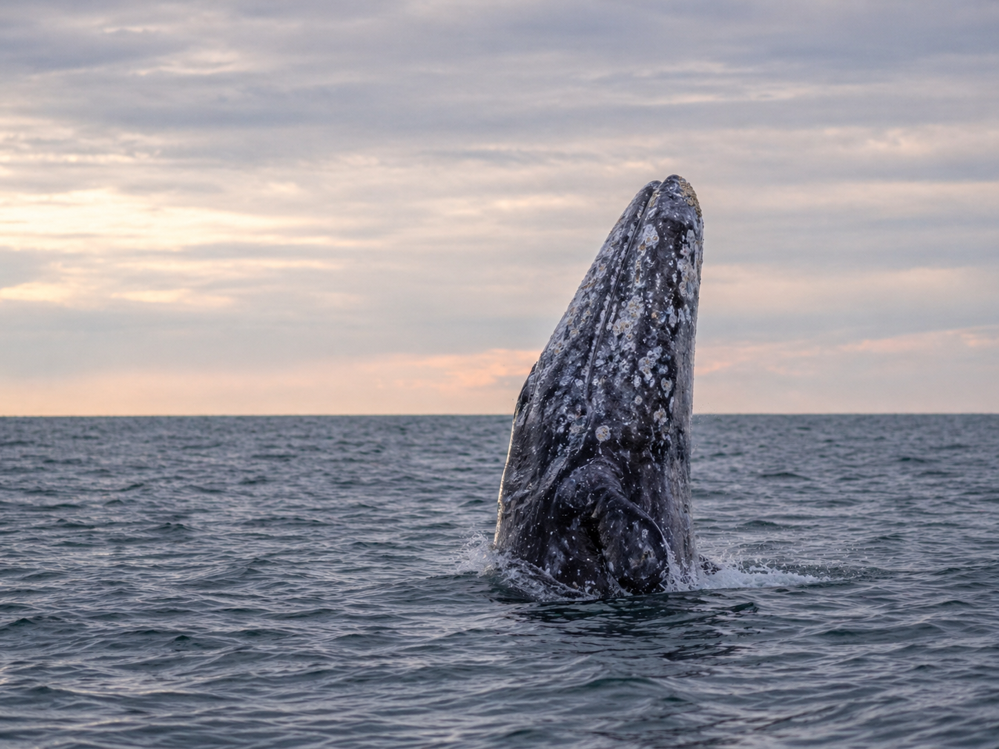 Whale watching tours on the Oregon Coast
