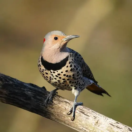 Northern Flicker woodpecker foraging on the ground in Oregon