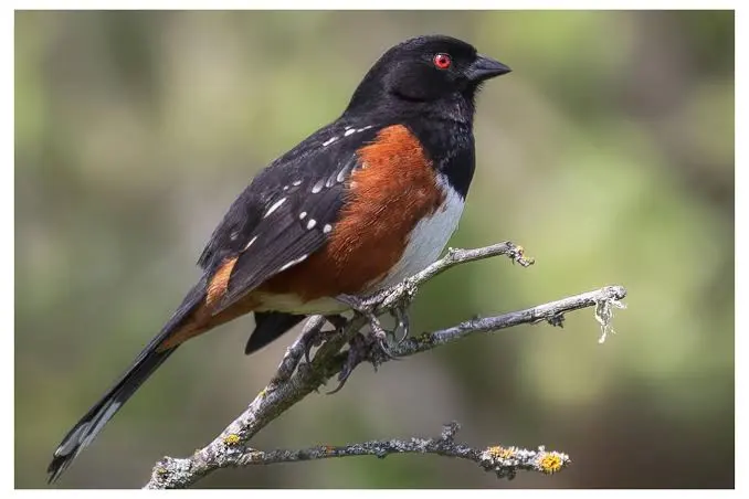 Spotted Towhee with striking black and rufous coloring in Oregon