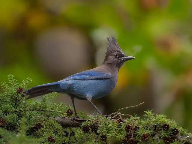 Steller's Jay showing deep blue plumage and black crest, Pacific Northwest