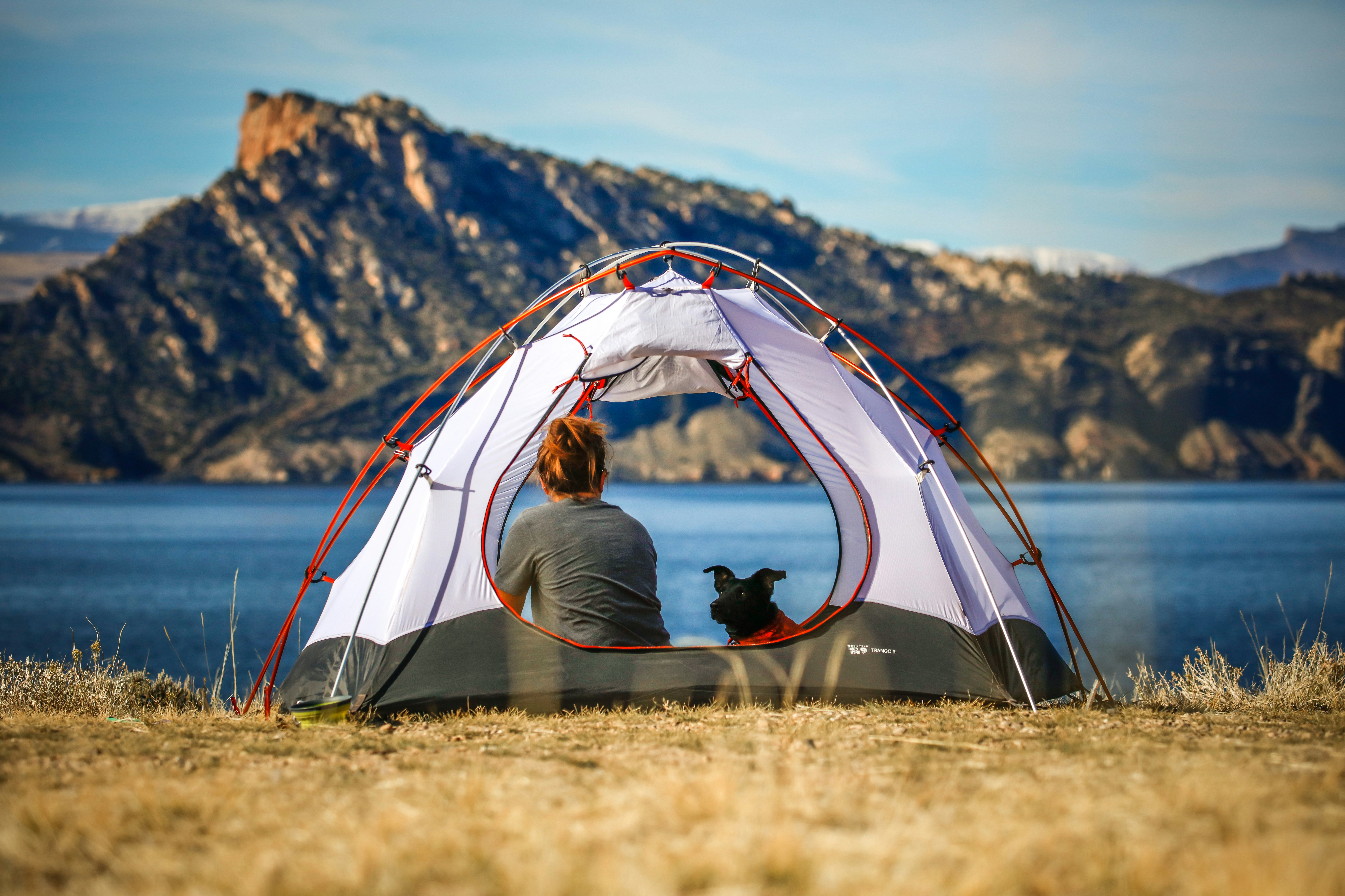 A dog resting outside a tent at a forested campsite