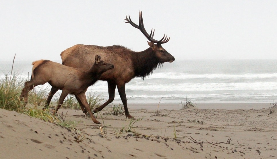 Oregon wildlife in its natural habitat
