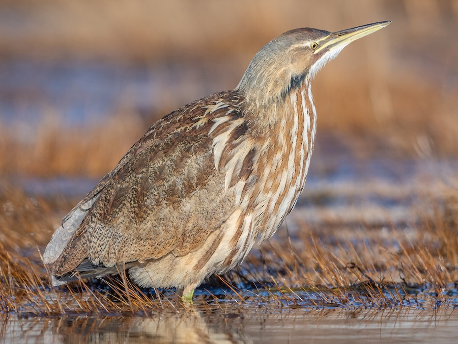 American Bittern standing motionless in Oregon marsh reeds