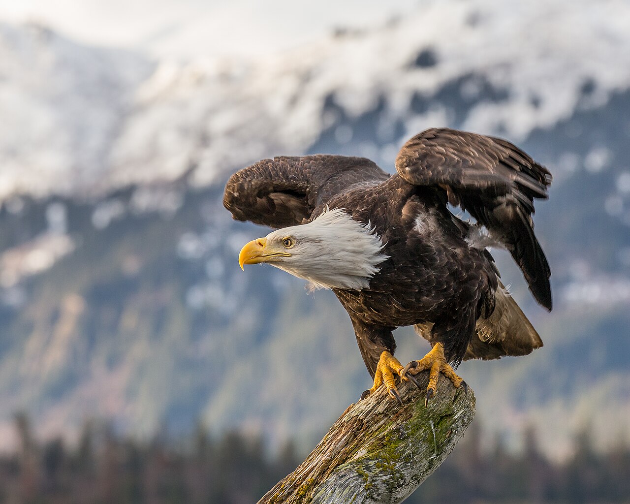 Bald Eagle with white head perched near water in Oregon