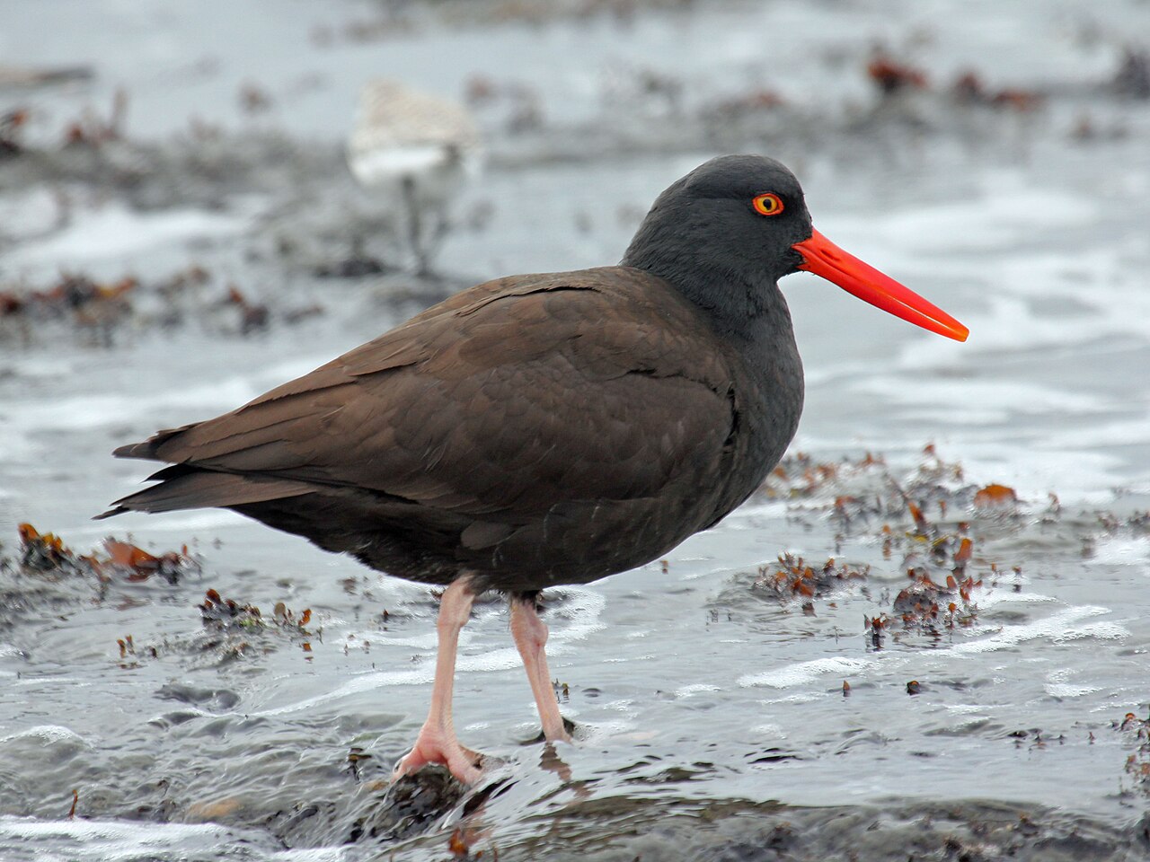 Black Oystercatcher with bright orange bill on Oregon rocks