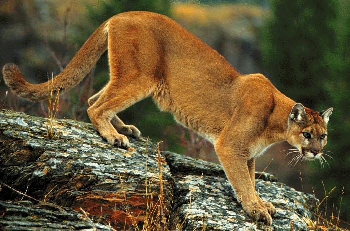 Cougar (mountain lion) in the Pacific Northwest wilderness