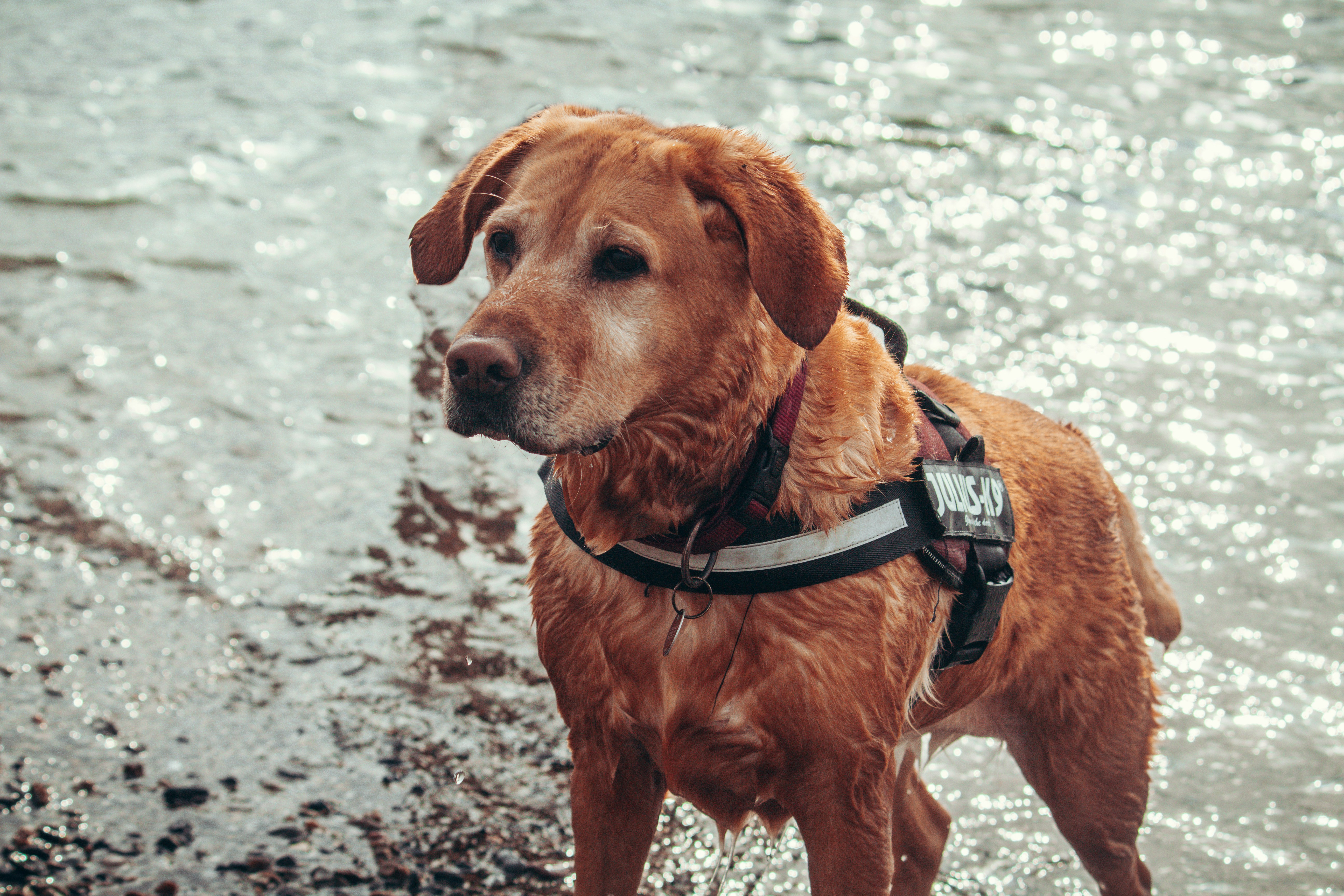Hiking gear for dogs