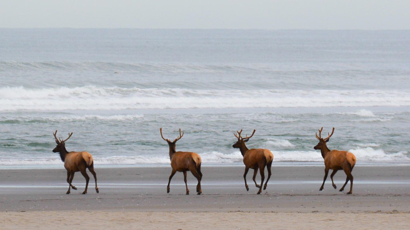 Roosevelt elk on the Oregon coast, one of the largest herds in the country